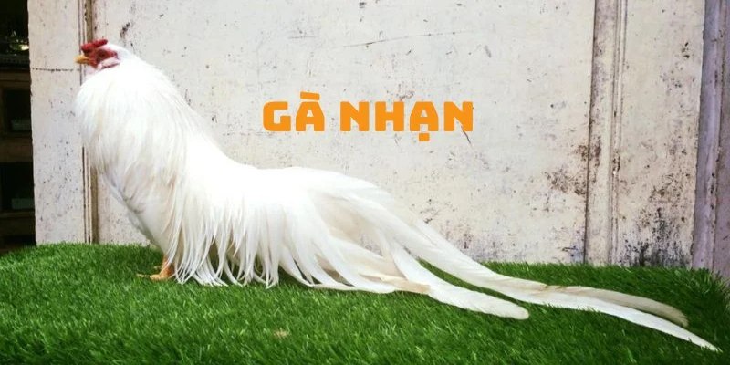 Gà nhạn